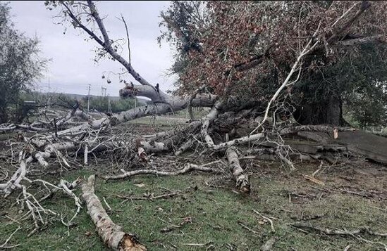 Külək ağacları aşırdı, yol bağlandı - FOTO