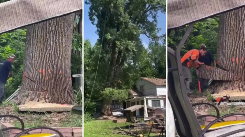 Mənzərəyə mane olur deyə bir əsrlik ağacı kəsdilər, evsiz qaldılar