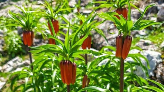 Bu gülü qoparanlara ŞOK CƏRİMƏ - 9270 manat - FOTO