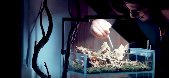 Akvariumda təbiət effektini canlandırdılar - VİDEO