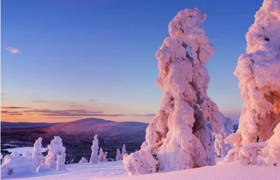 Alimləri heyrətləndirən kəşf - Laplandiyada ağaclarda qızıl "bitir"