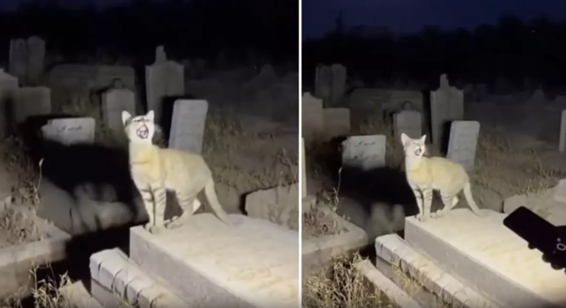 Hamının gerçək sandığı "Allahu Əkbər" deyən pişik videosunun süni intellektlə hazırlandığı məlum olub - VİDEO