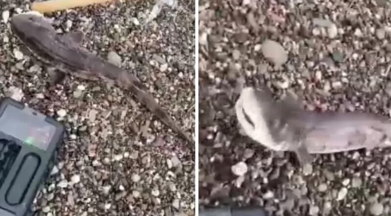 Həvəskar balıqçıların tilovuna balaca köpəkbalığı düşdü - VİDEO