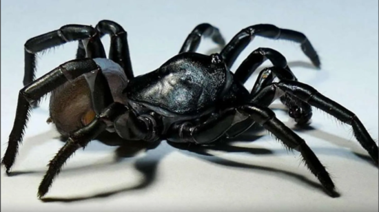 ''Huni tor hörümçəkləri" ilə bağlı heyrətamiz araşdırma