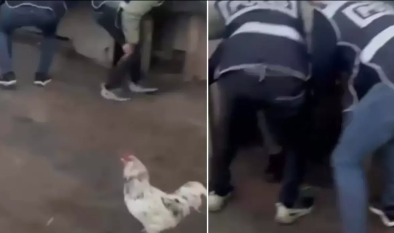 Gizləndiyi hində öskürərək özünü ələ verdi - VİDEO