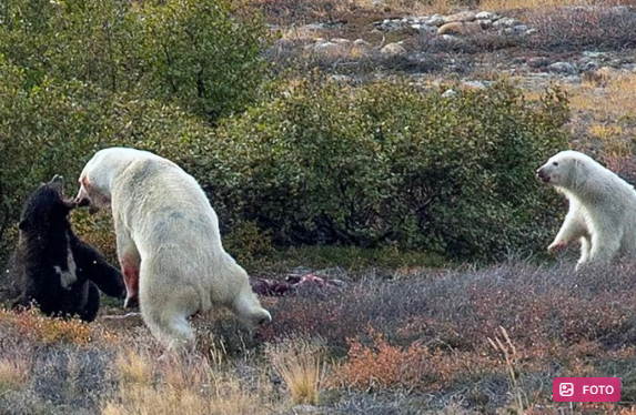 Kanadada turistlər nadir hadisənin şahidi oldular: Ağ və qara ayının döyüşü