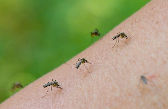 Ağcaqanad dişləməsi ilə başlayan təhlükə: Çikunqunya virusu həyat keyfiyyətini ciddi şəkildə məhv edir