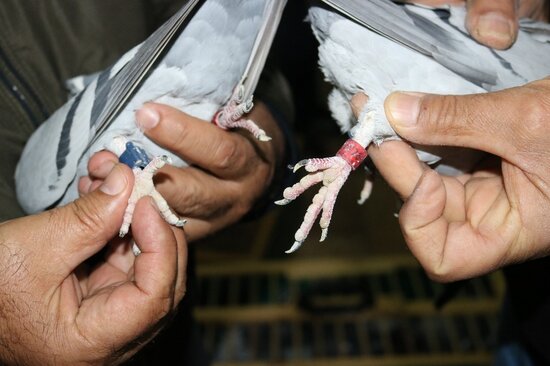 Bu dəfə də göyərçin narkotik daşıdı - VİDEO