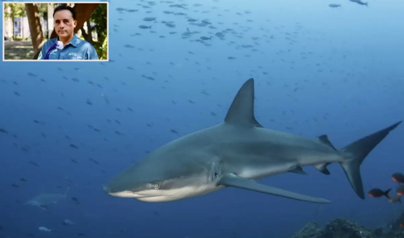 30 illik təcrübəli dəniz bioloqu akula hücumundan sağ çıxdı: "O mənim həyatımı bağışladı"