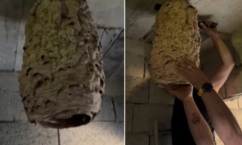 Sahibsiz qalmış evdəki nəhəng arı yuvası məhəllə sakinlərinə dəhşət yaşatdı - VİDEO