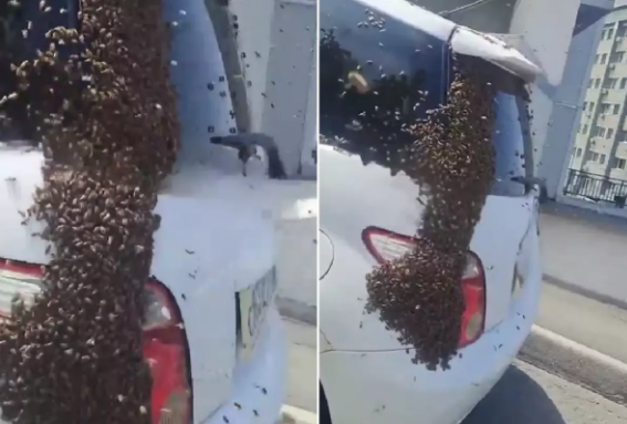 Avtomobilin üzərinə minlərlə arı qondu – izləyənləri heyrətə salan anlar - VİDEO