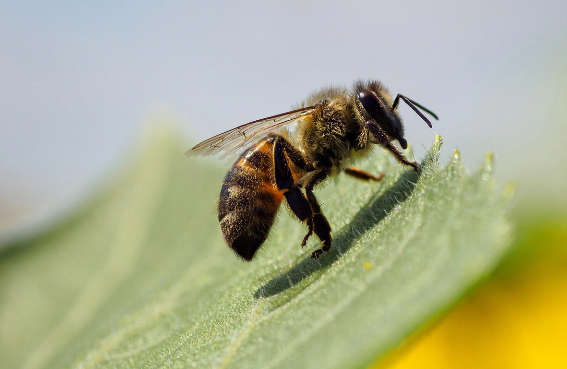 Arı zəhərində qan damarları üçün təhlükəli xüsusiyyət aşkarlandı