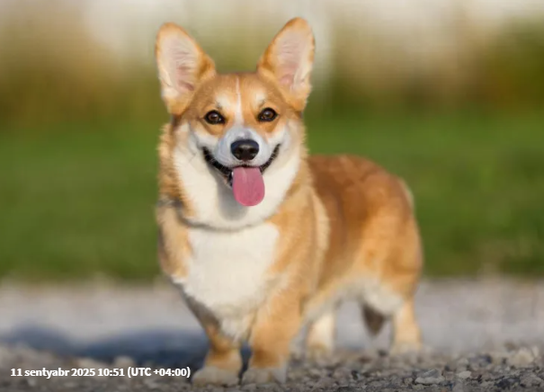 Sizə əhval-ruhiyyə bəxş edəcək 7 ən şən it cinsi