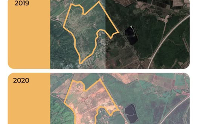 "Asfalt Raqib" məhkəməni uduzdu - 100 hektar meşəni geri qaytaracaq