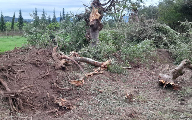Astarada "Qırmızı Kitab"a düşən ağaclar kəsilib