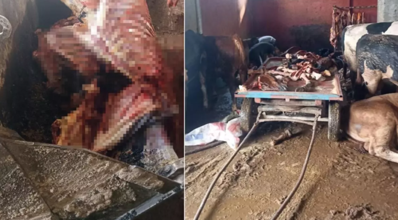 Kabab restoranlarına vermək üçün evdə at kəsən şübhəlilər reyd zamanı saxlanıldılar