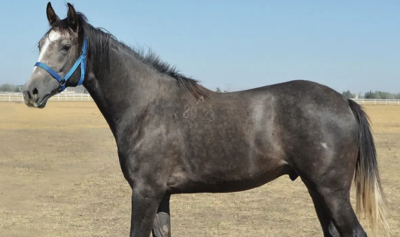 Veliefenddə rekord satış: "Torlak" adlı ərəb atının satıldığı qiymətə baxın