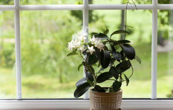 Kondisioner effekti yaradan təbii bitki