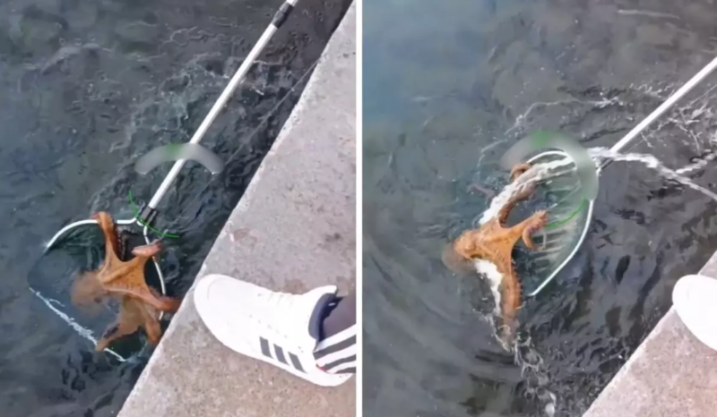 Balıqçılar dənizdən 7 kiloluq ahtapot tutdular - VİDEO