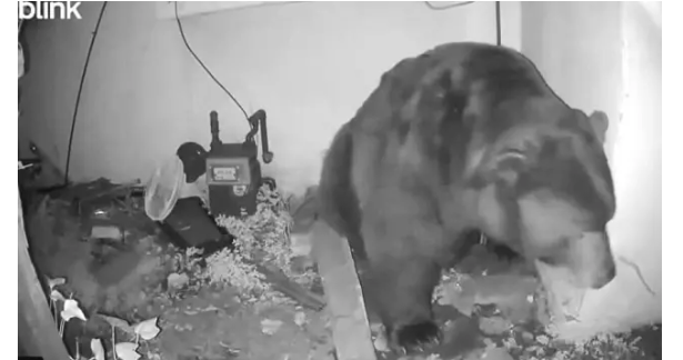 Padvaldan gələn səsləri oğru zənn edirdi, uzun müddətdir orda yaşayan ayı imiş!