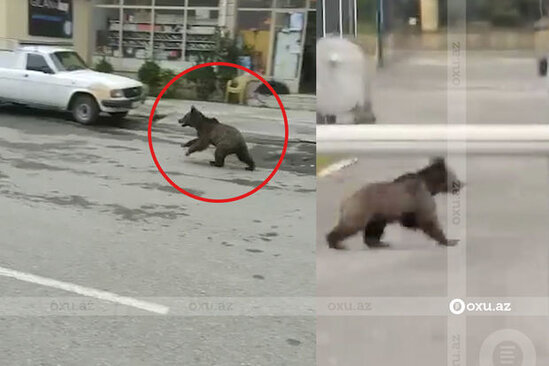 Yaşayış yerlərində vəhşi heyvanlar niyə artıb? - AÇIQLAMA