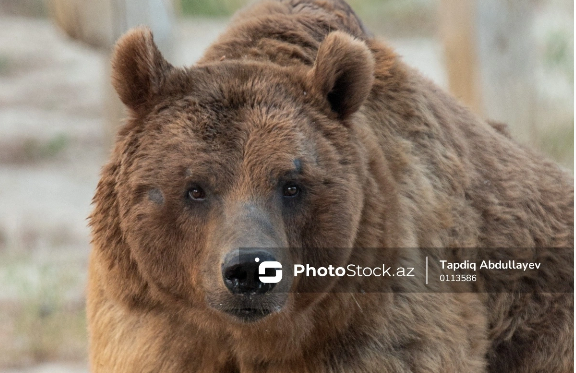 Yaponiyada ayıların avtomobillə toqquşması rekord həddə çatıb