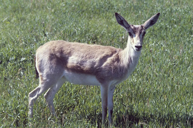Azərbaycan Gürcüstana 16 ceyran bağışlayıb