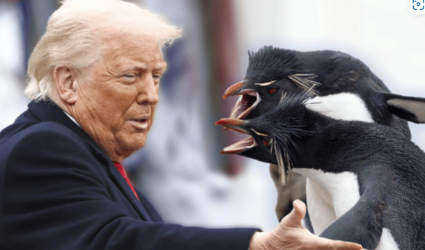 Tramp tariflərdən əziyyət çəkən pinqvinlər haqqında memlərin qəhrəmanına çevrildi