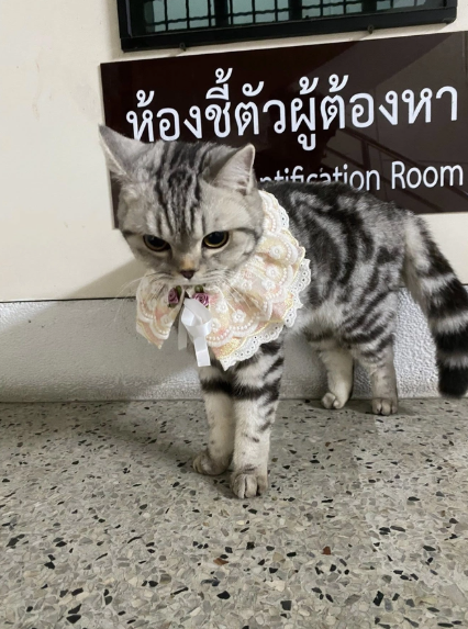 Polisə hücum edən pişik həbs olundu, pəncə izləri alındı