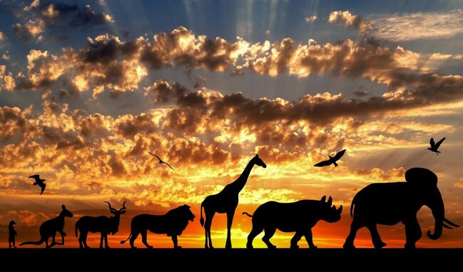 Dünyada ən sürətli heyvan hansıdır?