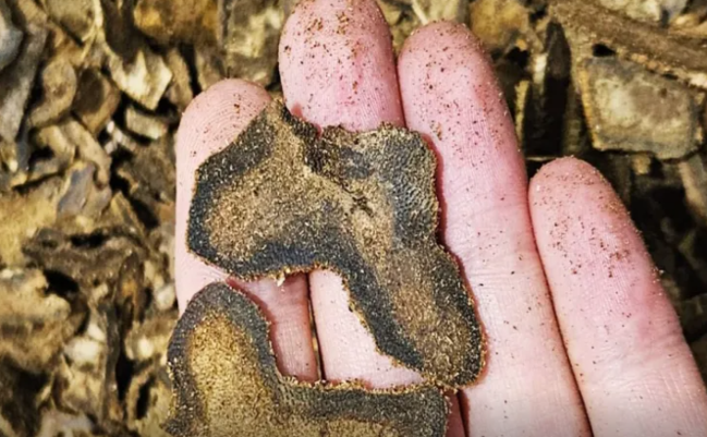 Bu ağac qızıldan da bahadır