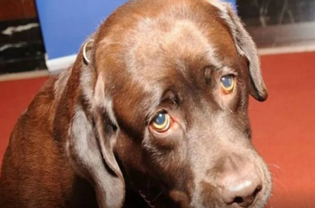 İt sahibini güllələdi - Görün necə?