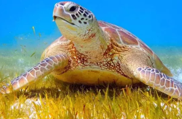 Türkiyədə tısbağalara görə musiqi qadağası qoyuldu