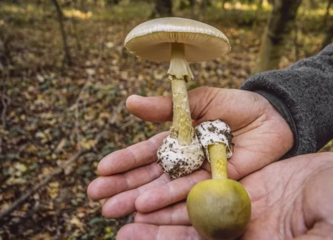 Dünyadakı ən təhlükəli 3 qidanın adı açıqlandı