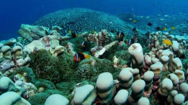 Dəniz altında dünyanın ən böyük koloniyası tapıldı! 4 min kvadratmetr sahəni əhatə edir