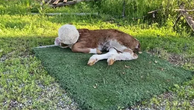 Beyni dəri altında, gözsüz... - Yeni doğulan buzov görənləri QORXUTDU - VİDEO