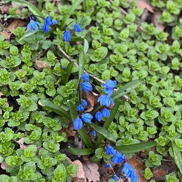 Ağsuda bitən Sibir Zümrüdçiçəyi - FOTO