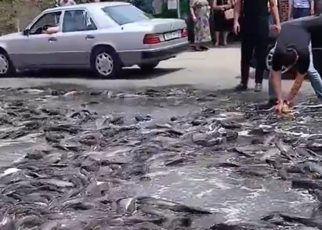 Azərbaycanda qeyri-adi qəza: Balıqlar yola dağıldı, sıxlıq yarandı