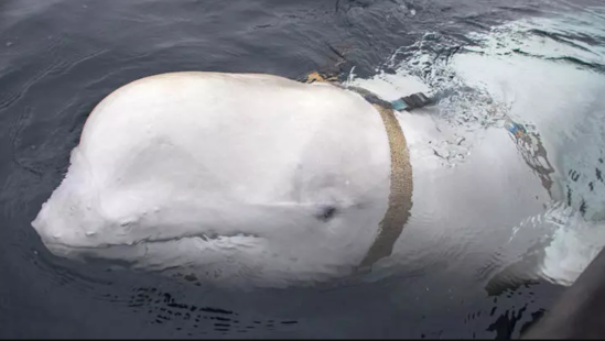 İsveç sahillərində casus balina tapılıb
