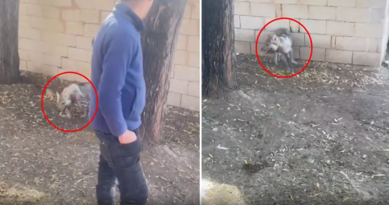 Bİr kəndlinin bala canavarı xaltaya bağlayıb həyətində saxlaması sosial mediada böyük etiraz doğurub - VİDEO