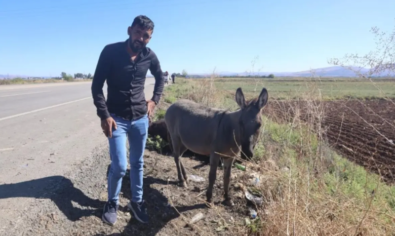 Maşın vuran uzunqulağın balası saatlarla anasının yanında ağladı