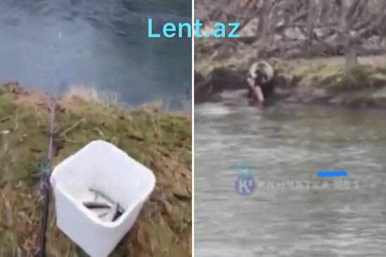 Ayı balıqçılarla belə YARIŞA GİRDİ - VİDEO