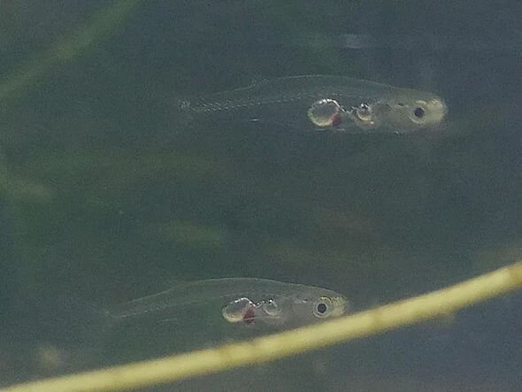 Dünyanın ən səs-küylü balığı müəyyən olundu - FOTO/VİDEO