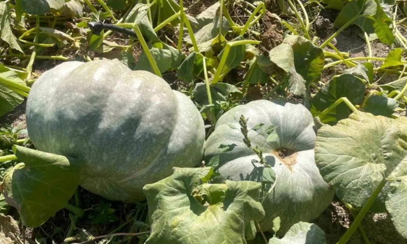 Fermerin balqabaq sevinci: "Balqabaqlarım necə də böyüyüb, maşallah!"