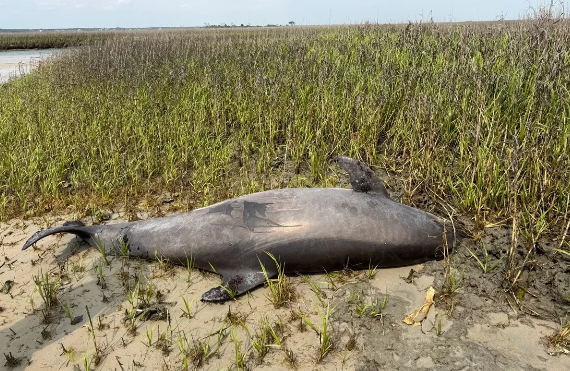 ABŞ-də başsız delfinin sirri: Onu oğurlayan şəxs ciddi təhlükədədir