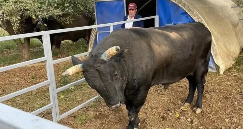 Baxımını etdiyi buğanın hücumuna məruz qalan kişi reanimasiyadadır