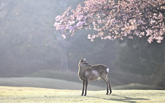 Sabah hava necə olacaq?