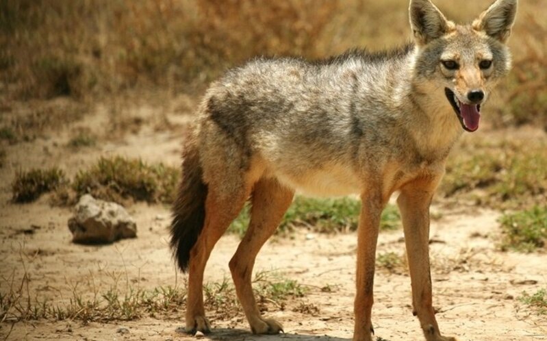 Xaçmazda çaqqallar kənd sakinlərinə hücum edib, yaralananlar var