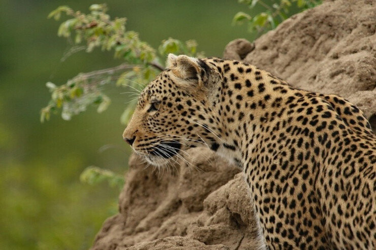 Bəbir uşaqların gözü önündə ananı parçaladı