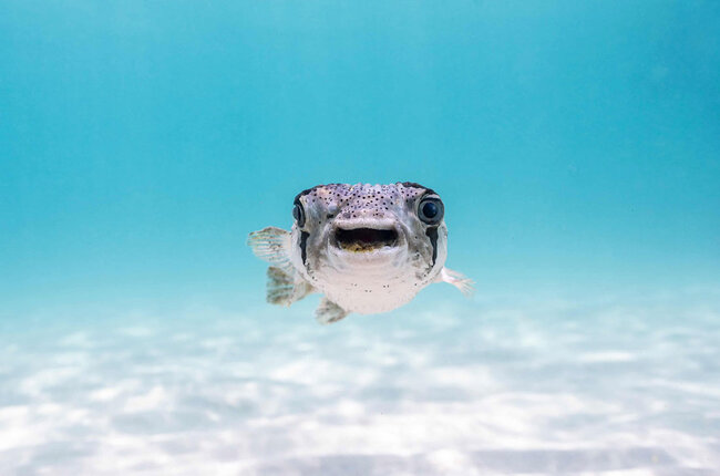 Gülmək istəyirsinizsə, bu fotolara baxın